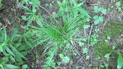 Carex radiata