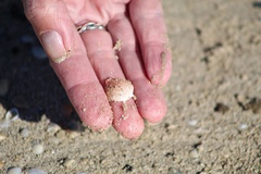 Persephona aquilonaris