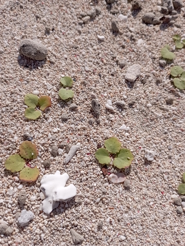 Image of Creeping Beach Ixeris (Ixeris repens) by (c) jimmy, some rights reserved (CC BY)