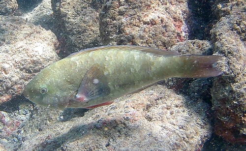 Batavian parrotfish (Scarus psittacus) — Scaridae — 5