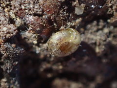 Helicodiscus parallelus