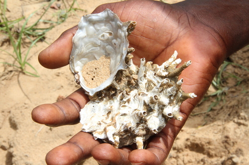African River Oyster