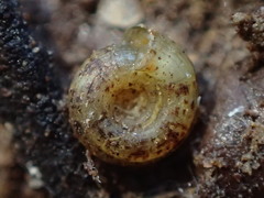 Helicodiscus parallelus