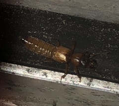 Bledius mandibularis