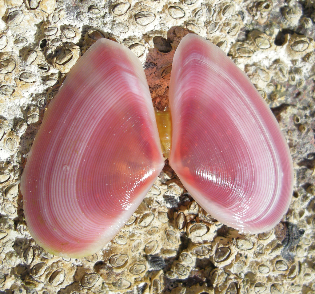 Eurytellina rubescens
