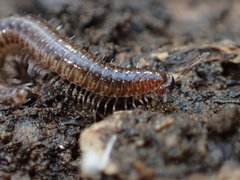 Cleidogona