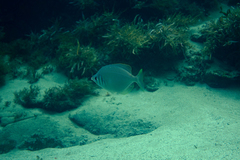 Parequula melbournensis