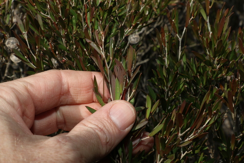 Image of Leptospermum Barneyense (Leptospermum barneyense) by (c) Greg Tasney, some rights reserved (CC BY-SA)