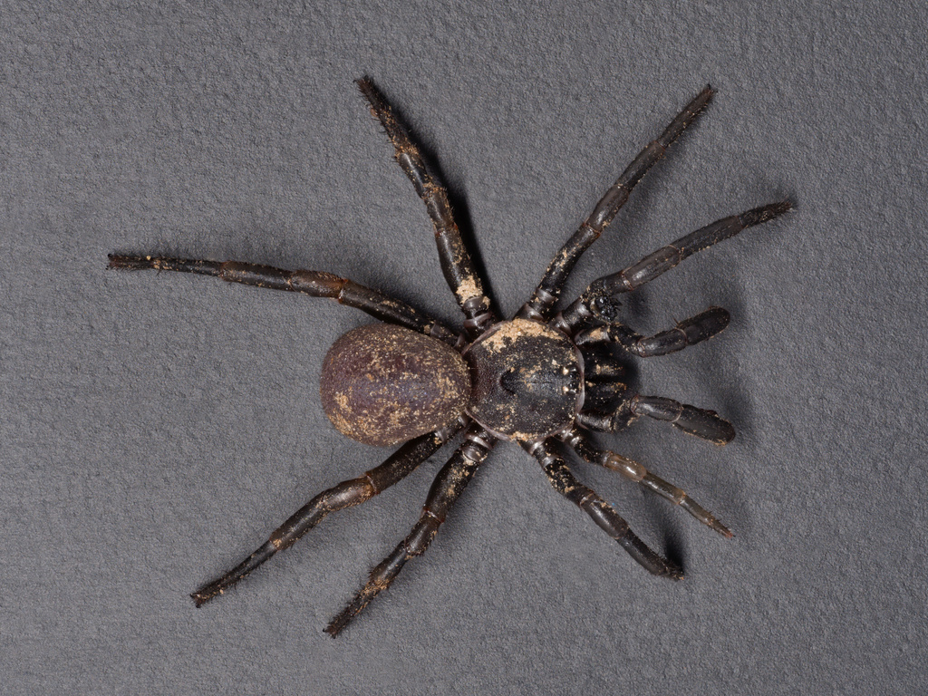 Ummidia from Pawnee County, OK, USA on July 2, 2023 at 1231 AM by Ben