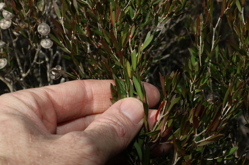 Image of Leptospermum Barneyense (Leptospermum barneyense) by (c) Greg Tasney, some rights reserved (CC BY-SA)
