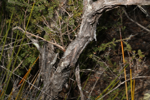 Image of Leptospermum Barneyense (Leptospermum barneyense) by (c) Greg Tasney, some rights reserved (CC BY-SA)