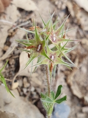 Trifolium stellatum image