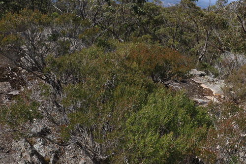 Image of Leptospermum Barneyense (Leptospermum barneyense) by (c) Greg Tasney, some rights reserved (CC BY-SA)