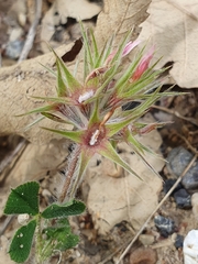 Trifolium stellatum image