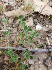 Trifolium stellatum image