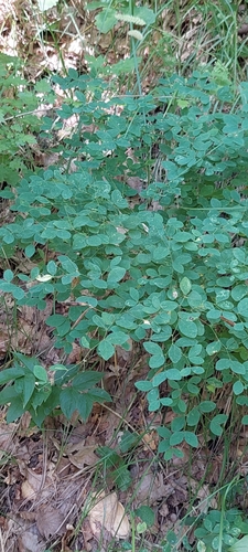 Image of Lathyrus roseus by (c) Алена Ручка, some rights reserved (CC BY)