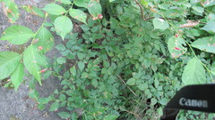 Tetraneura