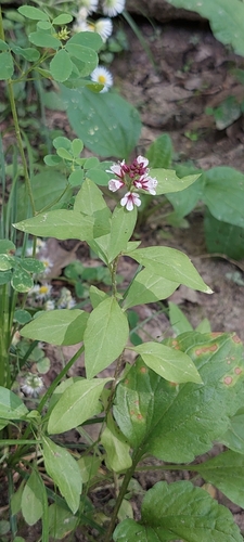 Image of Lysimachia dubia by (c) Алена Ручка, some rights reserved (CC BY)