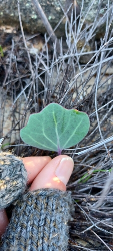 Image of Othonna hederifolia by (c) Danie Palm, some rights reserved (CC BY)