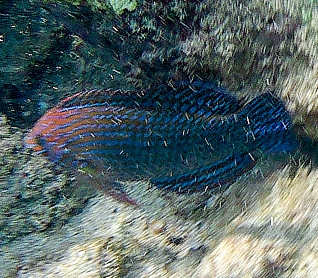 Geoffroy's Wrasse