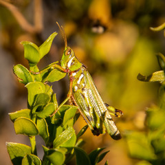 Bootettix argentatus