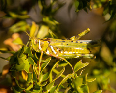 Bootettix argentatus