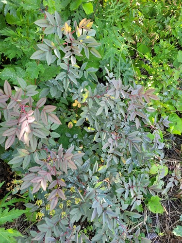 Rosa glauca