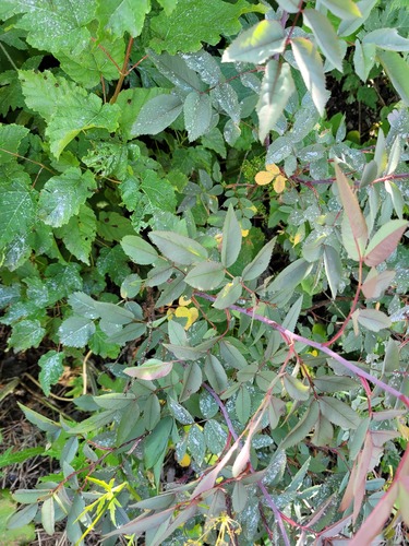 Rosa glauca