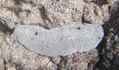 Holothuria whitmaei