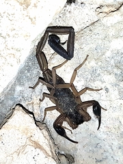 Centruroides margaritatus