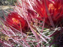 Ferocactus gracilis