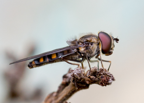 Episyrphus balteatus nuotrauka