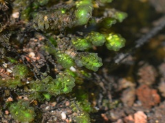 Marsupella emarginata