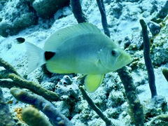 Hypoplectrus unicolor