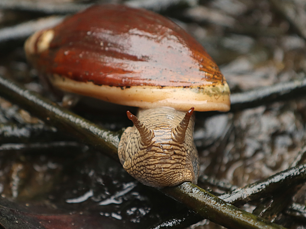 https://inaturalist-open-data.s3.amazonaws.com/photos/295966647/large.jpg