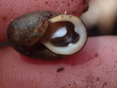 Triodopsis juxtidens