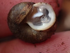 Triodopsis juxtidens