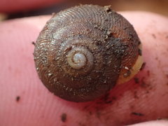 Triodopsis juxtidens