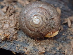 Triodopsis juxtidens