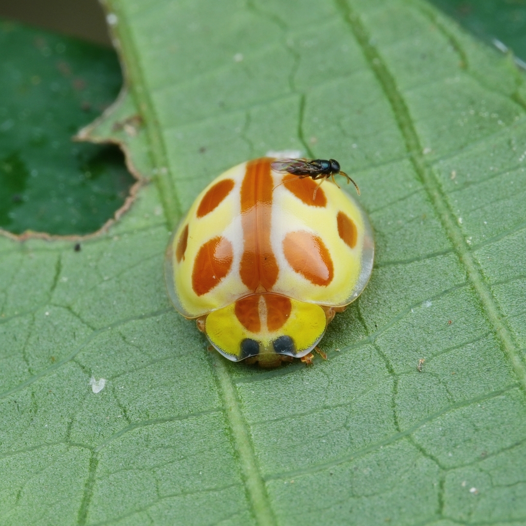 Halyzia straminea