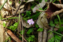 Mazus pumilio