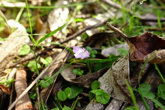 Mazus pumilio