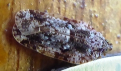 Plectoderini