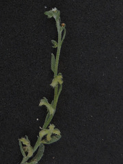 Pectocarya heterocarpa