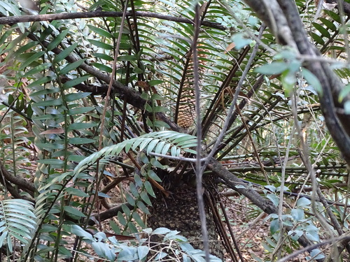 Image of Encephalartos natalensis by (c) Shaun Swanepoel, some rights reserved (CC BY)