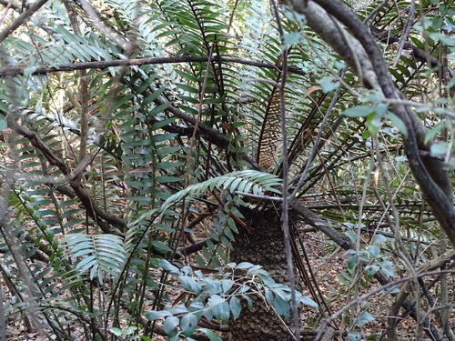 Encephalartos natalensis