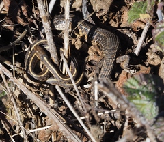 Elgaria coerulea coerulea