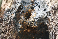 Oxytrigona mellicolor