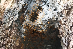 Oxytrigona mellicolor