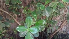 Clusia fluminensis